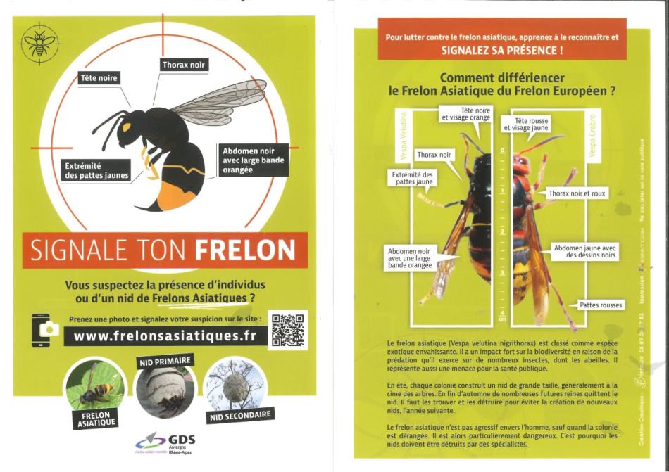 Frelons asiatiques 